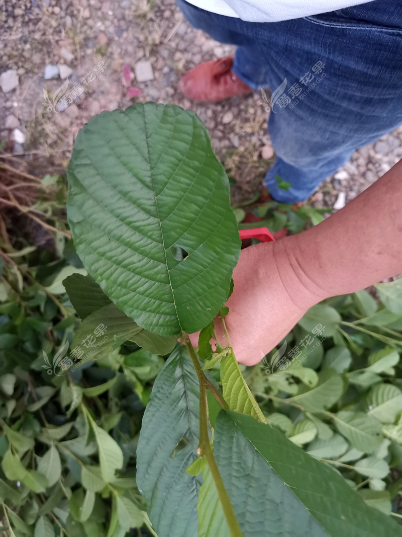 桤木苗  四川发货桤木树苗 水冬瓜树苗水青风苗桤蒿树苗现挖发