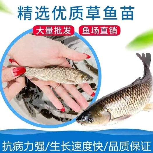 草鱼苗长势比较快，抗病毒强，免费送货上门，量大从优，