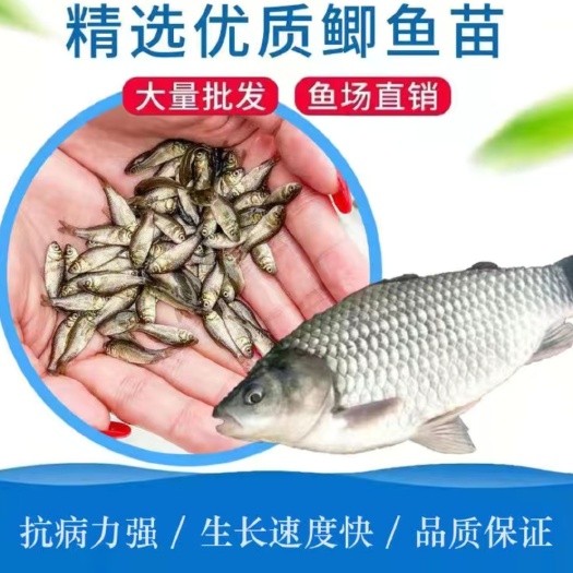南部县中科三号，中科五号鲫鱼苗，抗病力强，生长速度快