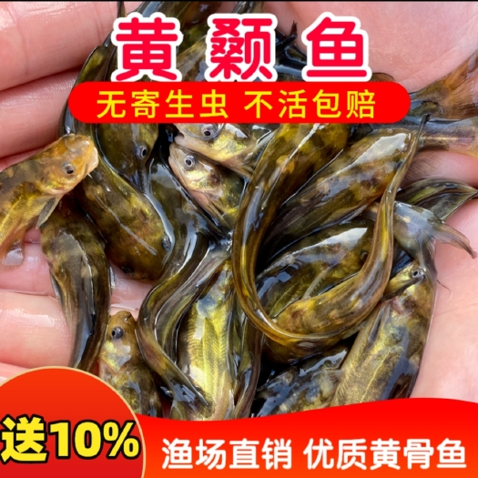 黄颡鱼苗 支持送货上门货到付款量大从优四川云南贵州湖南广西，