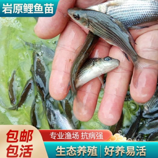 重庆市岩鲤鱼苗，草鱼苗，鲤鱼，黄辣丁大口鲢免费送货上门，货到付款，
