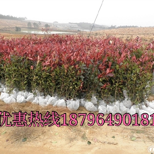 沭阳县 红叶石楠1公分