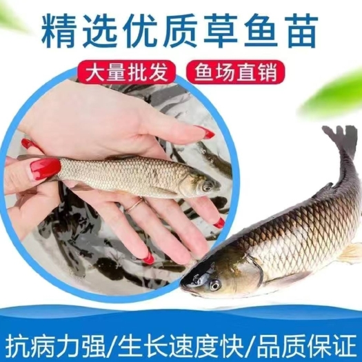 衡水草鱼苗  支持全国各地送货上门，云贵川，湖南，广西，等等地方