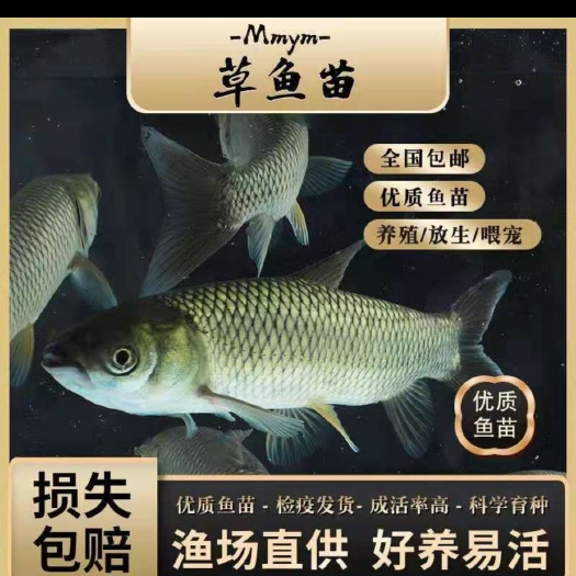 草鱼苗  支持送货上门，货到付款量大从优，四川，云南，贵州，湖南，广西
