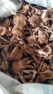 黑龙江本地榛蘑，地头价批发，无沫，发货不咬皮，保证质量。