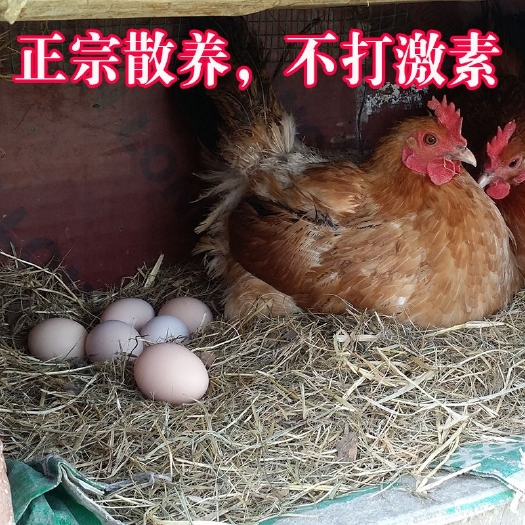 渠县农家土鸡蛋散养以糠草虫为食，绝喂养任何饲料值得放心！！！