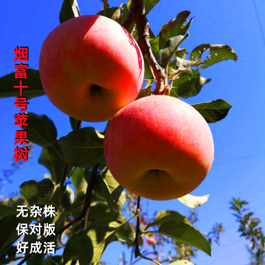 平邑县烟富10苹果苗  矮化烟富10号苹果树苗M9T337砧木基地