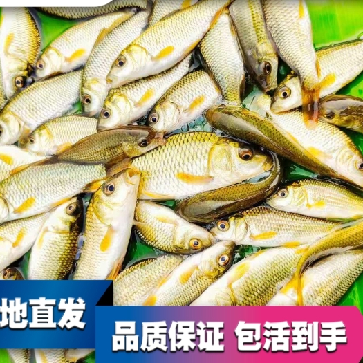 鲤鱼  支持送货上门，货到付款量大从优，四川，云南，贵州，湖南，广西