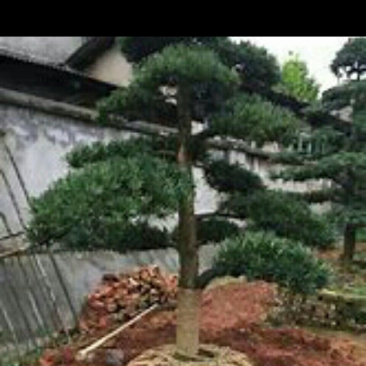 启东市短叶罗汉松  罗汉松五公分己修剪绑扎未完全成型花园别墅庭院