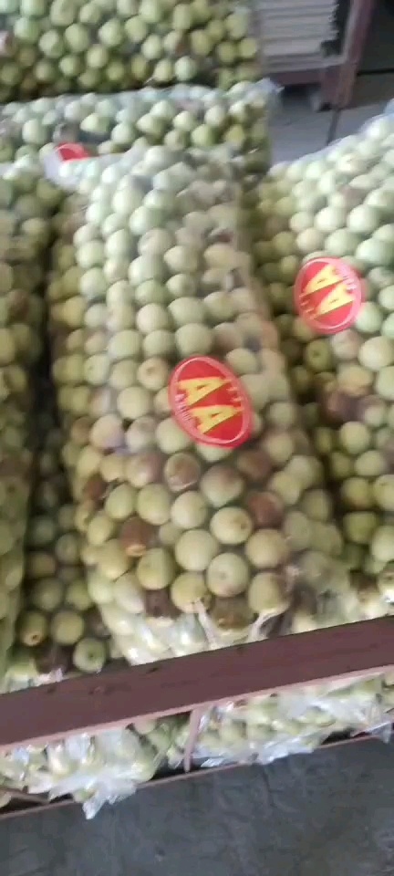  山西运成冬枣大产区，产地直销价格低口感好有什么需要请连系
