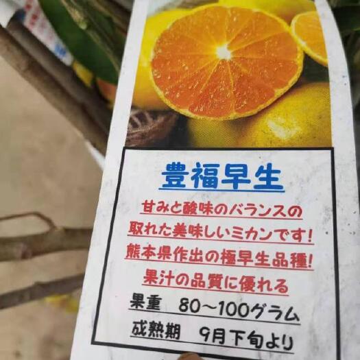 平和县柑桔枝条 日本新品种柑橘早熟丰福早生蜜桔嫁接枝条(穗条)