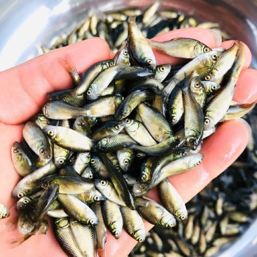 广安鲫鱼苗大量出售，免费送货上门，货到付款