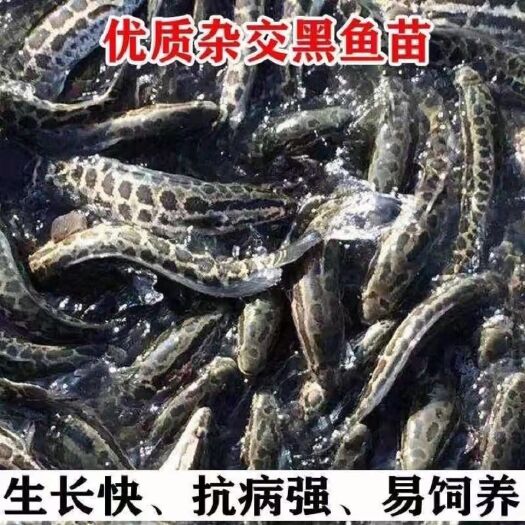 东海县优秀黑鱼苗.杂交黑鱼苗规格均匀品种保证
