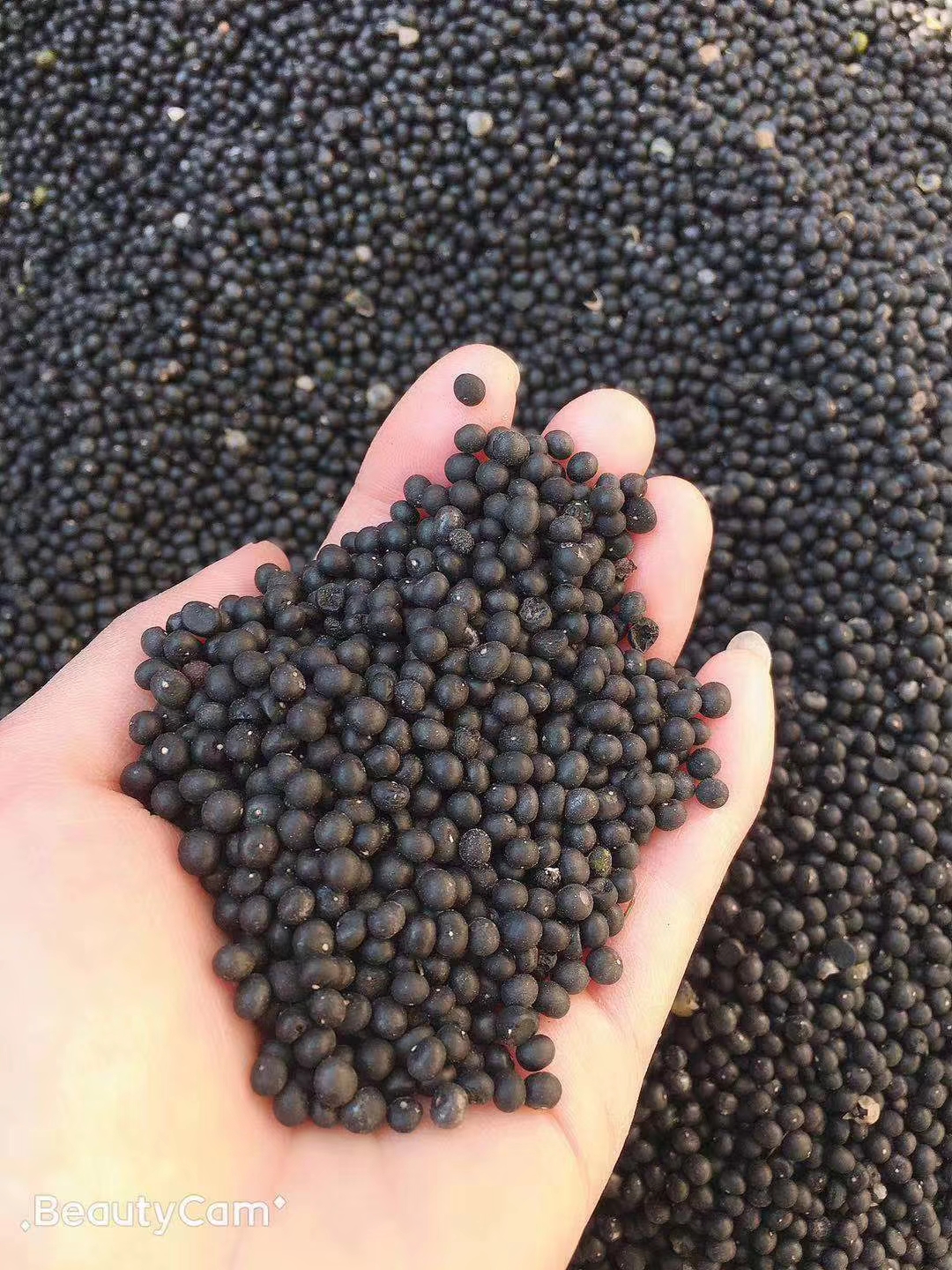 2024优质全新云南大天冬种子 天门冬种子天冬种子良种天冬籽