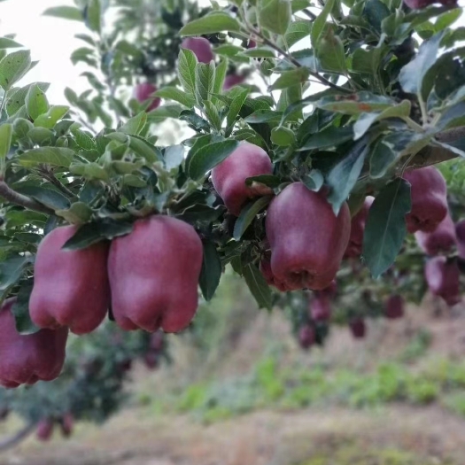 天水红元帅苹果 花牛苹果，中国蛇果