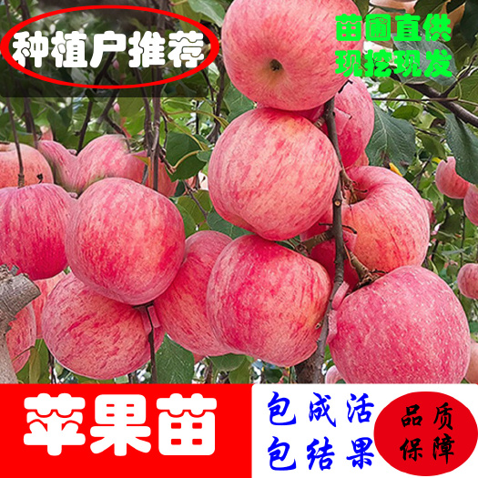 平邑县响富苹果苗 苹果苗烟富系 众诚一号鲁丽苹果柱状苹果新品种南北适宜当年挂果