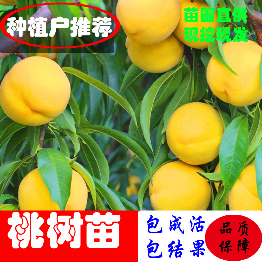 平邑县黄金蜜桃树苗  黄金蜜桃苗 冬桃苗 桃树苗晚熟冬雪王桃苗 嫁接桃树苗新品种