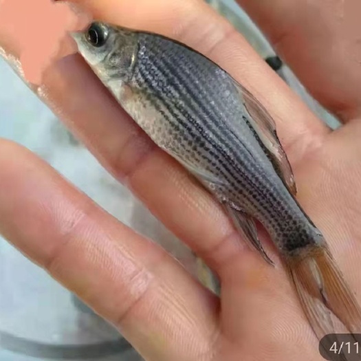眉山岩鲤鱼苗  岩鲤（俗名水子、黑鲤鱼、岩鲤、墨鲤）属高端鱼类