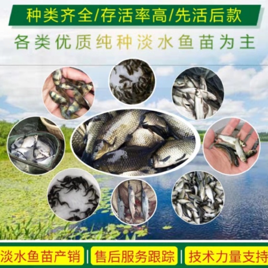 草鱼苗  支持送货上门，货到付款量大从优，四川，云南，贵州，
