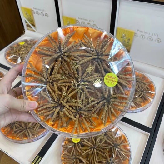 雅江县甘孜虫草  虫草 冬虫夏草