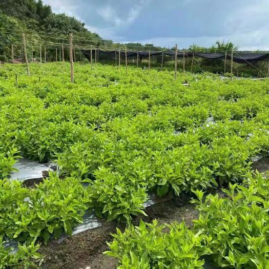 五台县长寿菜 