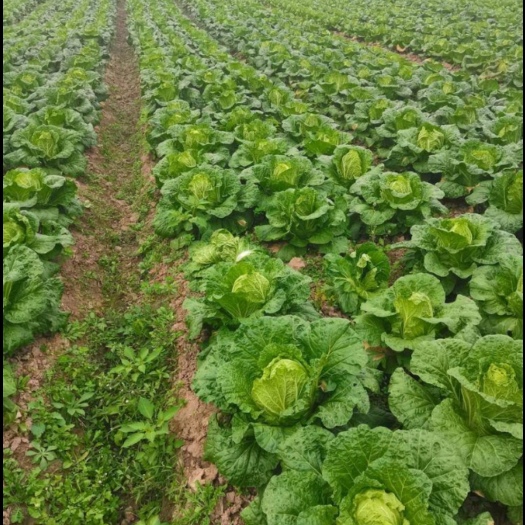 东台大白菜：绿色生态，开启美味新篇
