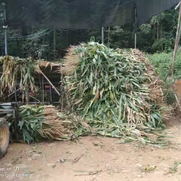 专业玉米杆青储料十年，方包压包保存时间长，冬季必囤