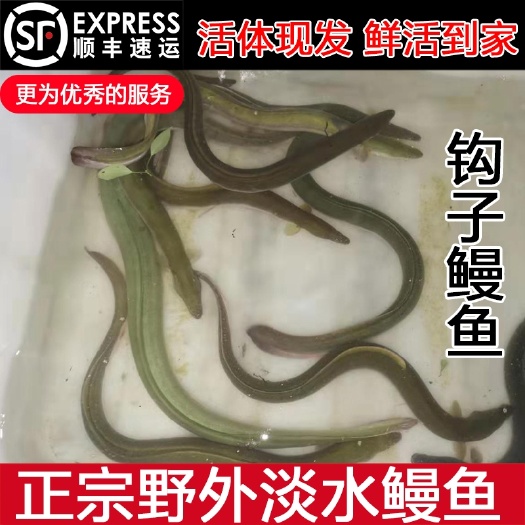 杭州黄鳗 河鳗活鳗鱼鲜活钱塘江鳗河鳗苗淡水白鳝包邮白鳗鳗鲡