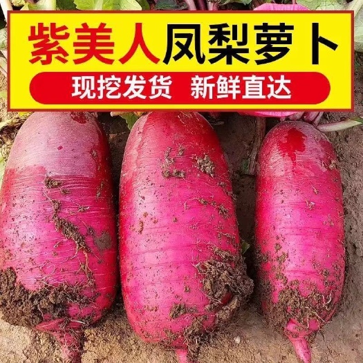 寿光市青萝卜  凤梨萝卜，紫美人水果萝卜，全国批发，一件代发