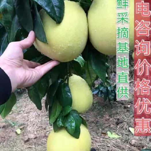 澧县套袋红心蜜柚肉质细嫩色泽艳丽口感甘甜