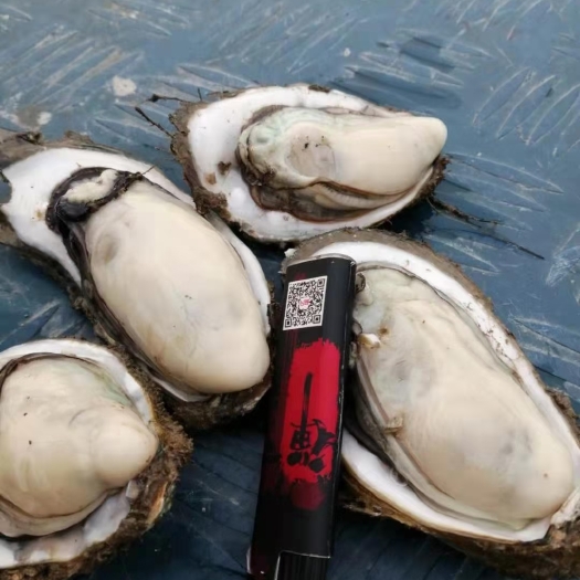 佛山长牡蛎  台山脆口生蚝中蚝薄大白蚝咸水蚝整只鲜活带壳全国发货