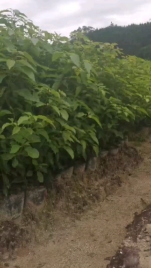 奉新县樟树苗 香樟杯苗，一年生香樟杯苗价格，香樟小苗种植基地销售，