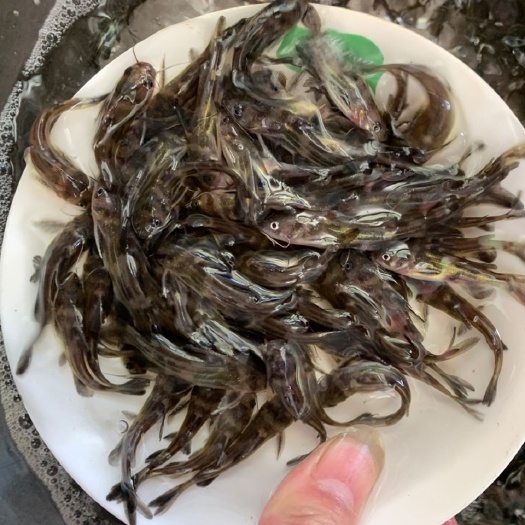 东海县 黄桑鱼   黄骨鱼苗   黄辣丁   品种保证规格均匀