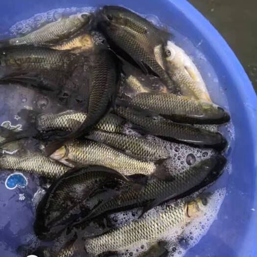 枝江市 有大量草鱼苗出售