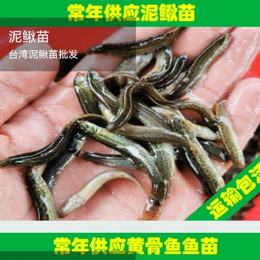 叙永县泥鳅苗  支持送货上门，货到付款量大从优，四川，云南，贵州，