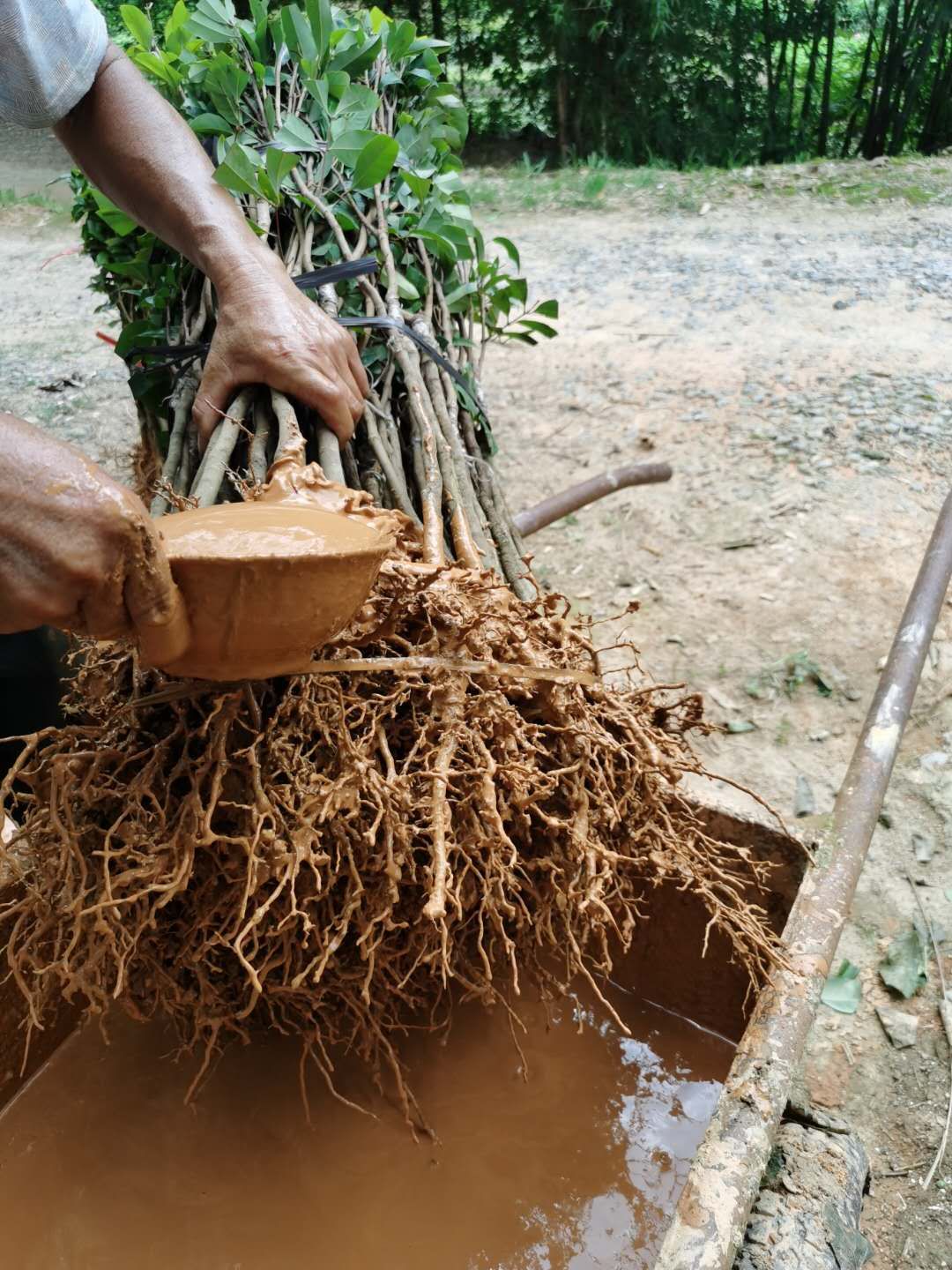 观音绿荔枝苗  ［热卖中]观音绿，仙进奉荔枝苗，种植第