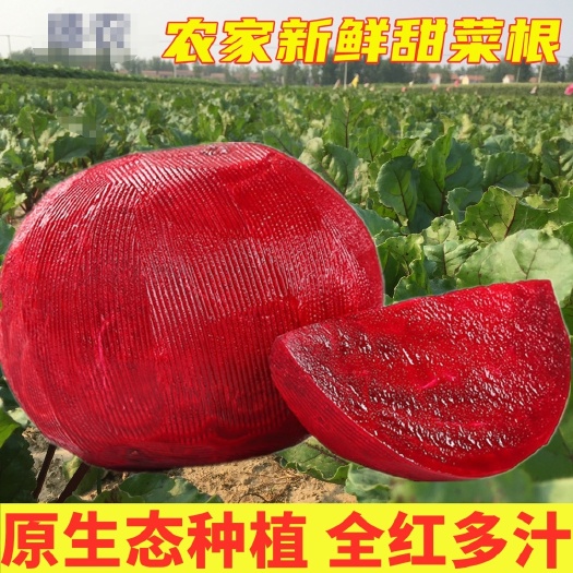 丰县 甜菜头甜菜根红菜头