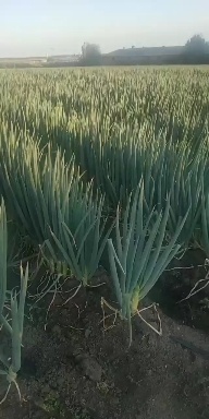 哈尔滨 铁杆大葱