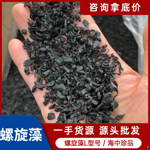 霞浦县一手批发【螺旋藻L型号】出口级质量 超高泡发率 非裙带菜