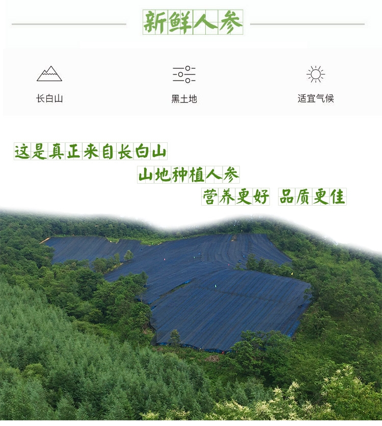 長(zhǎng)白山人參山參林下參園參10支一斤