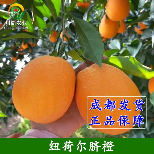 简阳市纽荷尔脐橙苗  纽荷尔脐橙 基地直销 品种保证 证件齐全