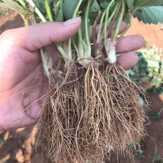 泰安章姬草莓苗  章姬草莓苗品种介绍 章姬草莓苗价格 章姬草莓苗