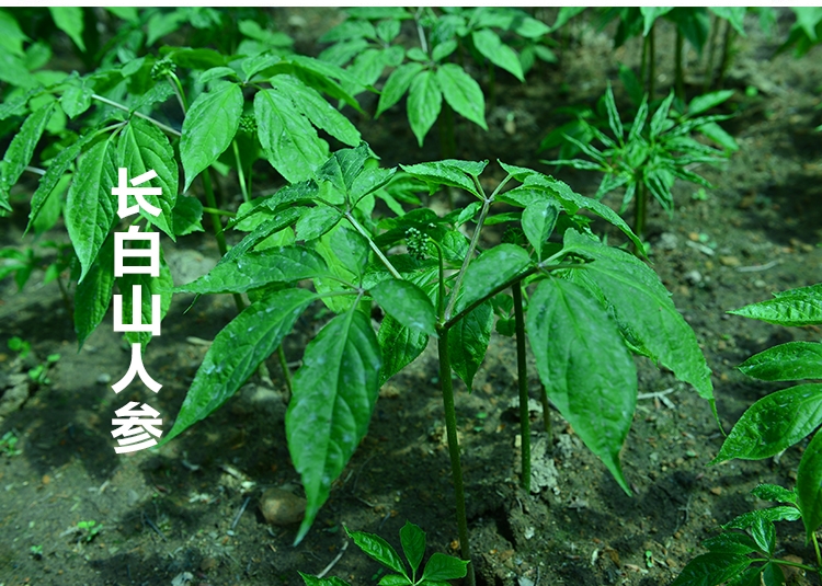 長(zhǎng)白山人參山參林下參園參10支一斤