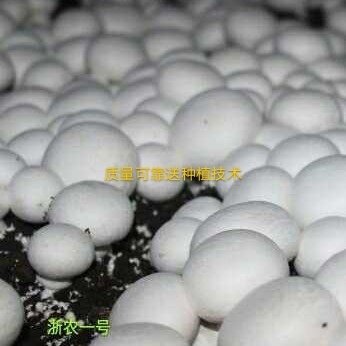 曲周县双孢菇菌种 双孢菇食用菌菌种母种原种栽培种
