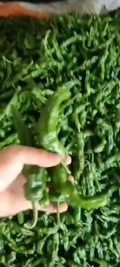 枣庄薄皮椒，小皱皮大量上市