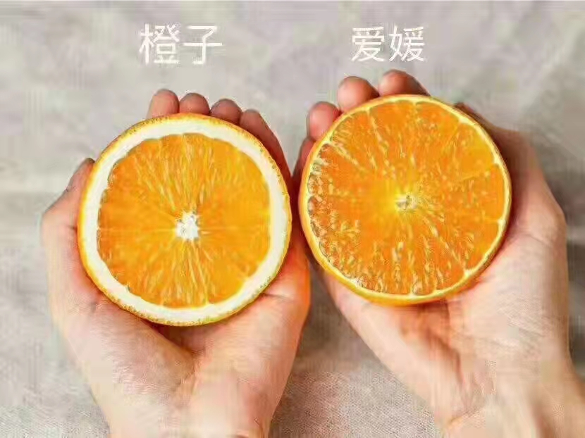 爱媛橙 爱媛果冻橙