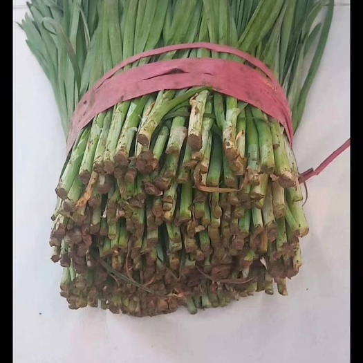 大叶韭菜  万亩韭菜基地合作共赢代发全国
