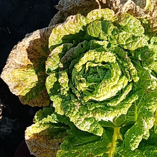 牙克石市包尖白菜 白菜