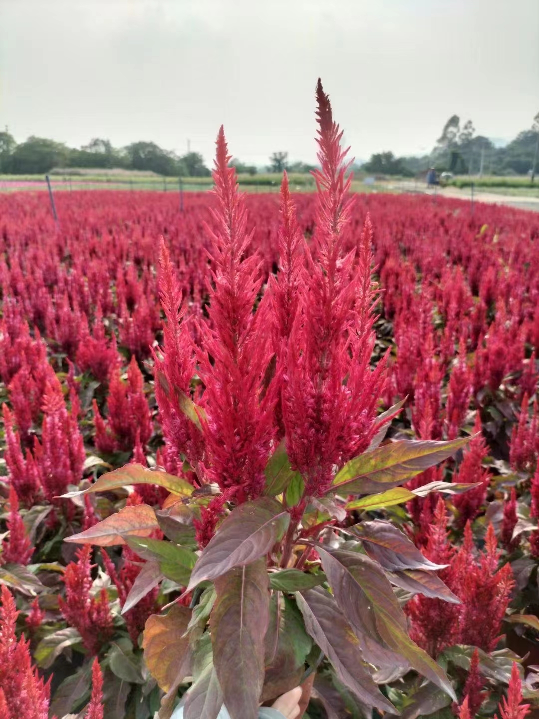 凤尾鸡冠  花袋苗根系发达颜色鲜艳 大量现货供应工程常用地被