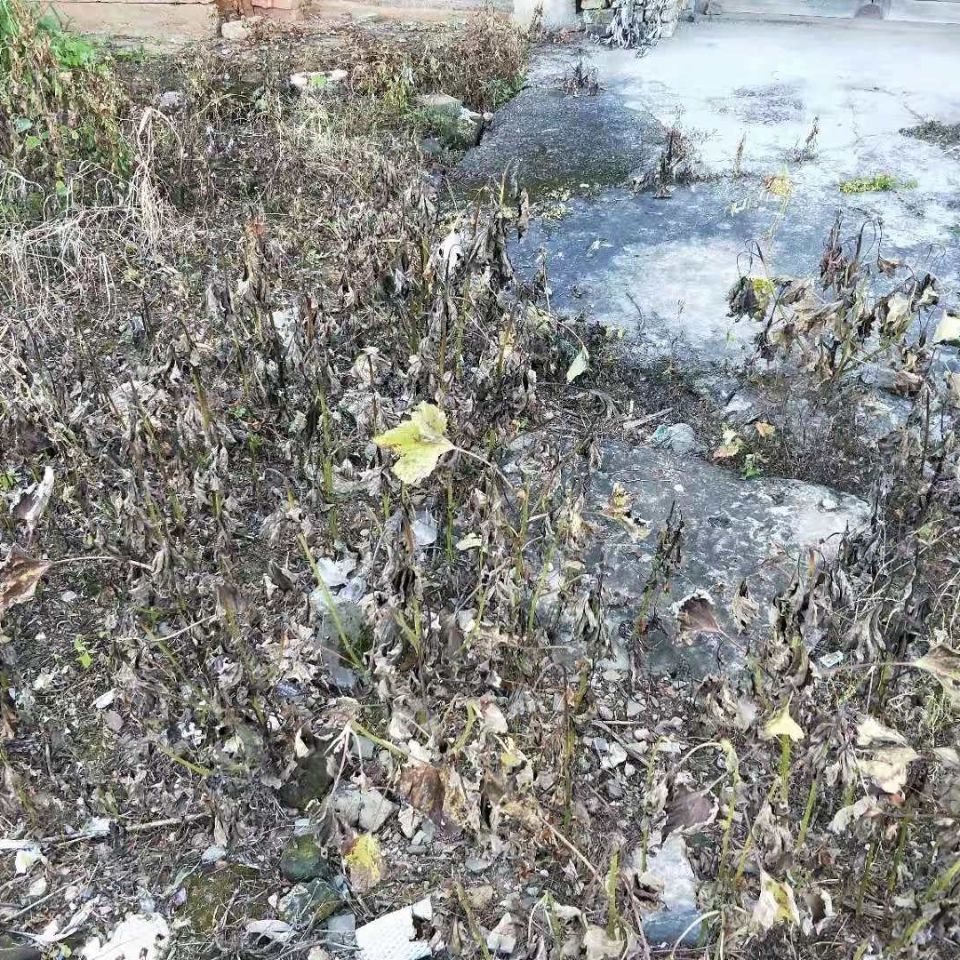 草甘膦铵盐农兴旺草甘磷一年生杂草和多年生恶性杂草除